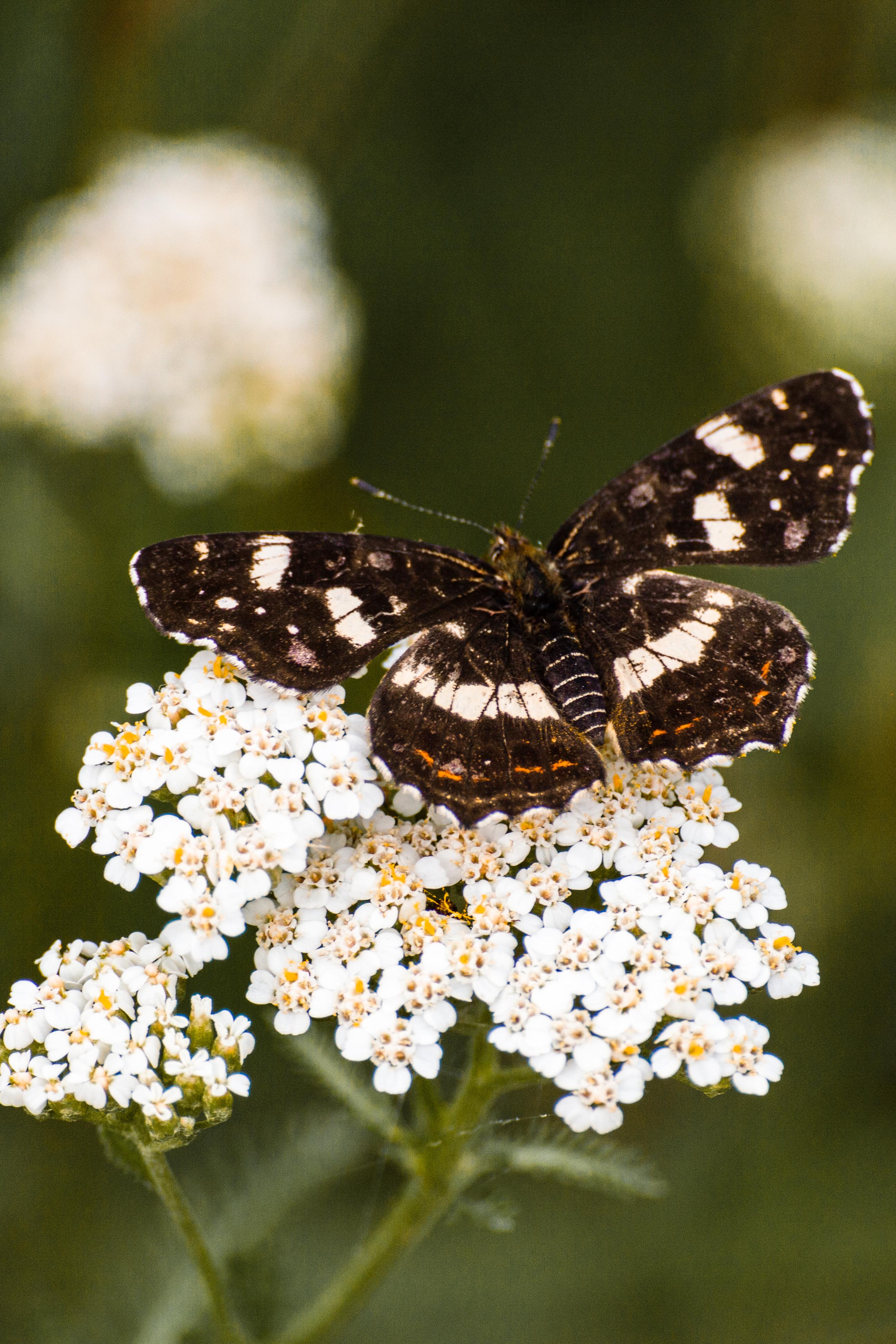 Flower & Butterfly